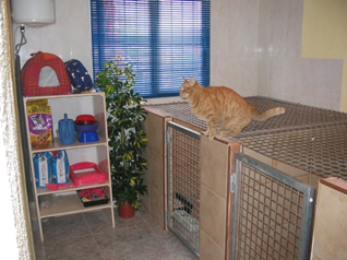 Cattery