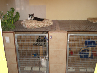 Cattery